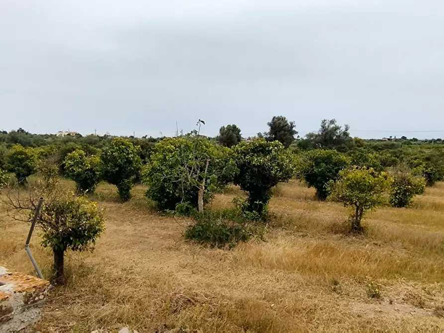 Immagine 5 di Terreno agricolo in vendita  in CONTRADA FALCONARA a Noto