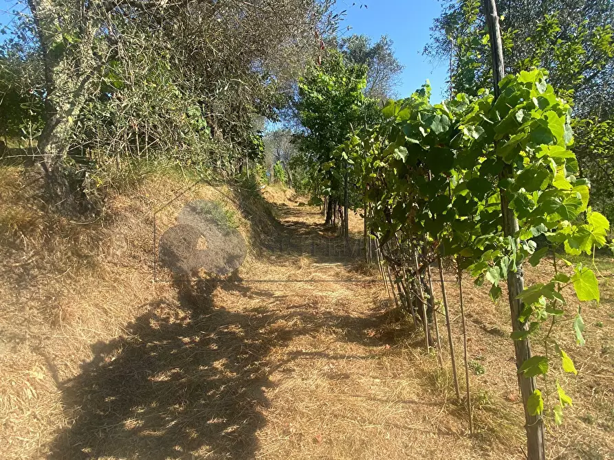 Immagine 6 di Casa indipendente in vendita  a Follo