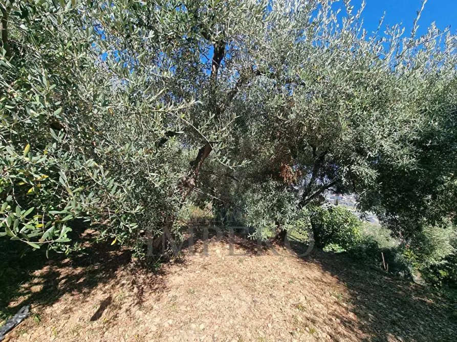 Immagine 51 di Terreno agricolo in vendita  in Via Monsignore Daffra 40 a Ventimiglia