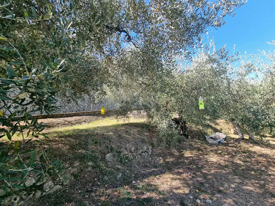 Immagine 32 di Terreno agricolo in vendita  in Via Monsignore Daffra 40 a Ventimiglia
