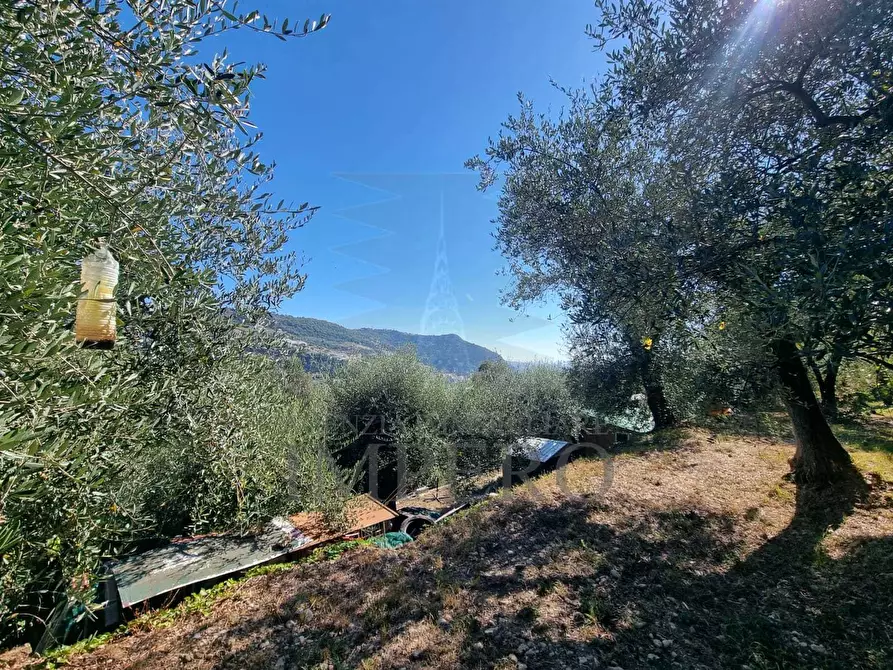 Immagine 54 di Terreno agricolo in vendita  in Via Monsignore Daffra 40 a Ventimiglia