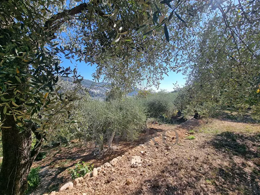Immagine 29 di Terreno agricolo in vendita  in Via Monsignore Daffra 40 a Ventimiglia