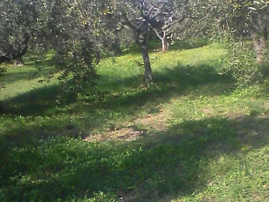 Immagine 1 di Terreno agricolo in vendita  a Torrevecchia Teatina