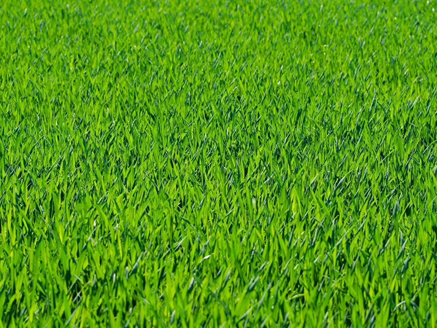 Immagine 14 di Pentalocale in vendita  in Nave Centro a Nave