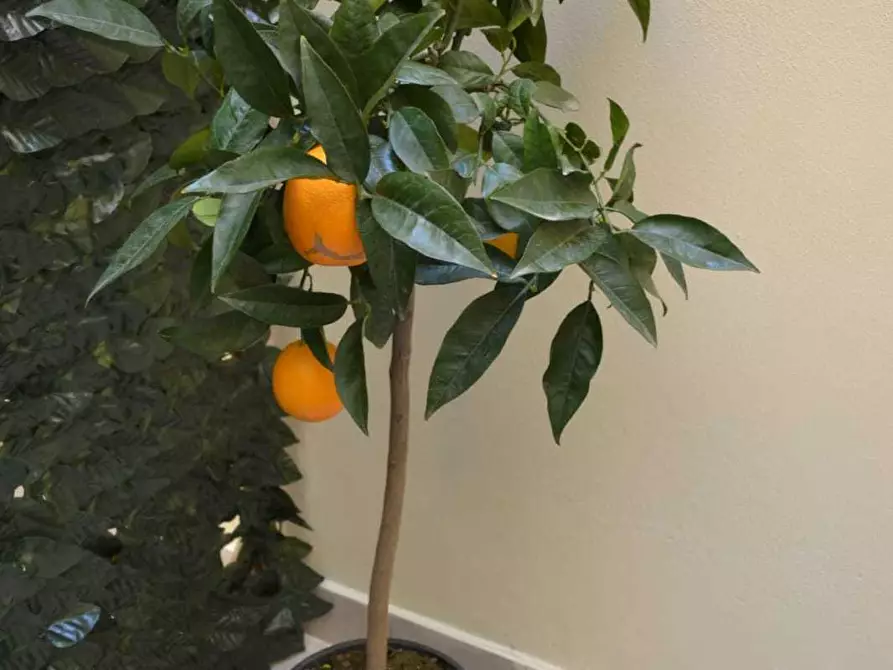 Immagine 17 di Bilocale in affitto  a Siracusa