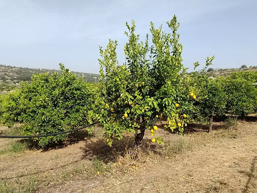 Immagine 4 di Terreno agricolo in vendita  a Siracusa