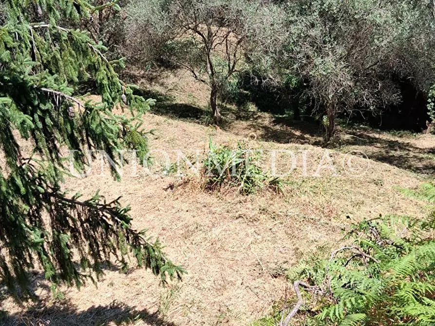 Immagine 14 di Terreno edificabile in vendita  a Arcola