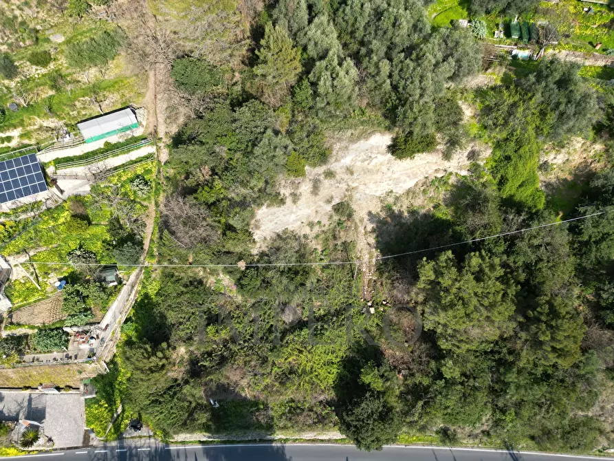 Immagine 3 di Terreno agricolo in vendita  in Corso Limone Piemonte snc a Ventimiglia