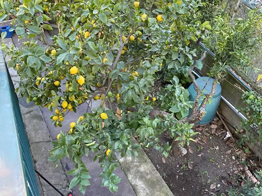 Immagine 17 di Porzione di casa in vendita  in Via Giacomo Puccini 71 a Camporosso