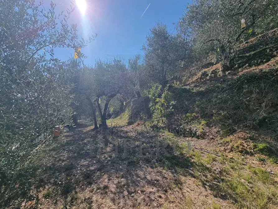 Immagine 50 di Terreno agricolo in vendita  in Via Monsignore Daffra 40 a Ventimiglia