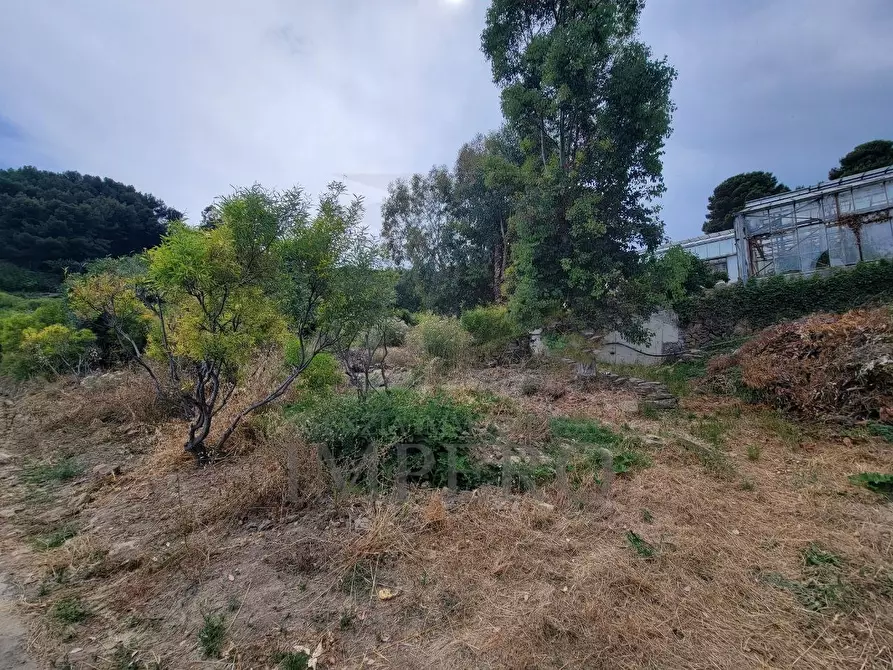 Immagine 10 di Terreno agricolo in vendita  in Via delle Otto Case 1 a Ventimiglia