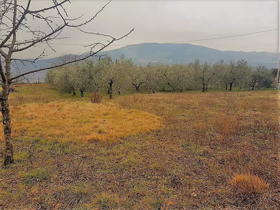 Immagine 5 di Terreno agricolo in vendita  in Via San Donato 925/A a Lucca