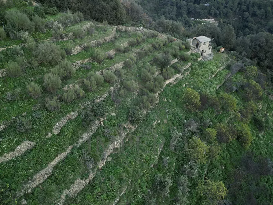 Immagine 1 di Terreno agricolo in vendita  in Via delle Otto Case 94 a Ventimiglia