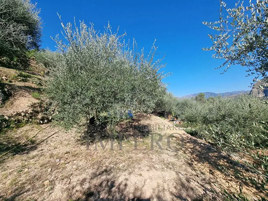 Immagine 39 di Terreno agricolo in vendita  in Via Monsignore Daffra 40 a Ventimiglia