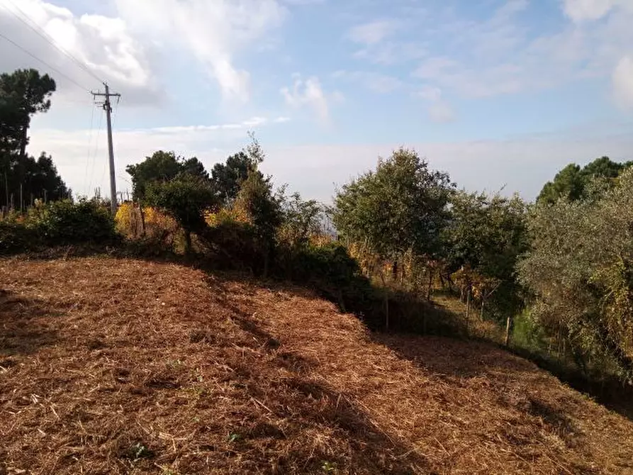 Immagine 14 di Terreno agricolo in vendita  in via di caroggia a Lucca