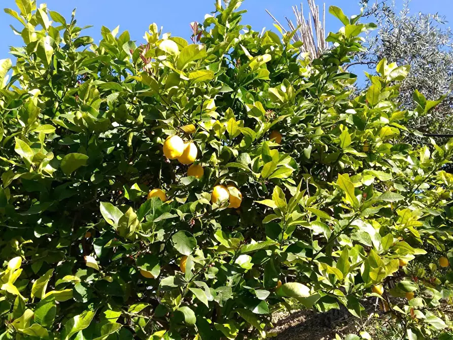 Immagine 12 di Terreno agricolo in vendita  a Siracusa