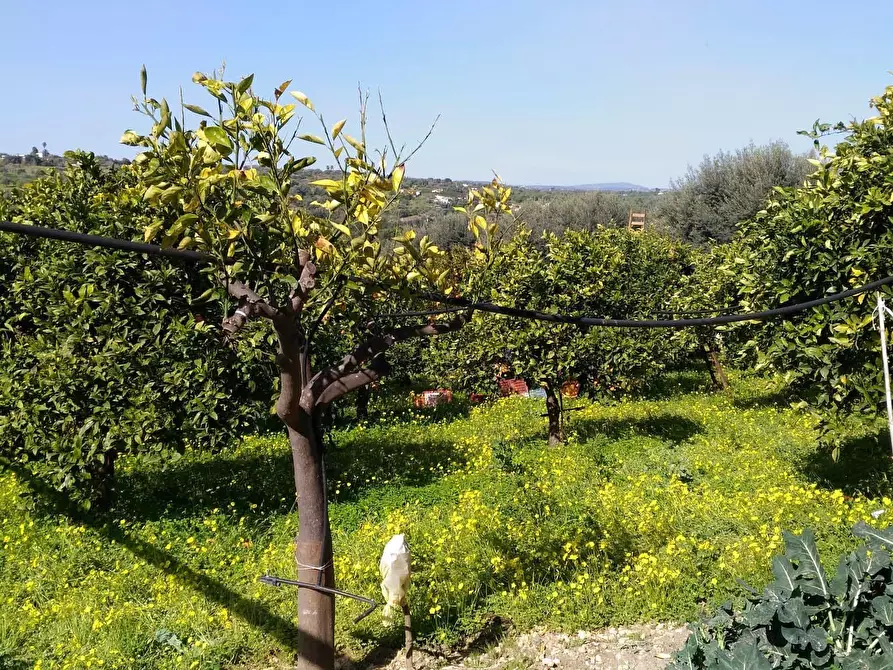 Immagine 9 di Terreno agricolo in vendita  a Siracusa