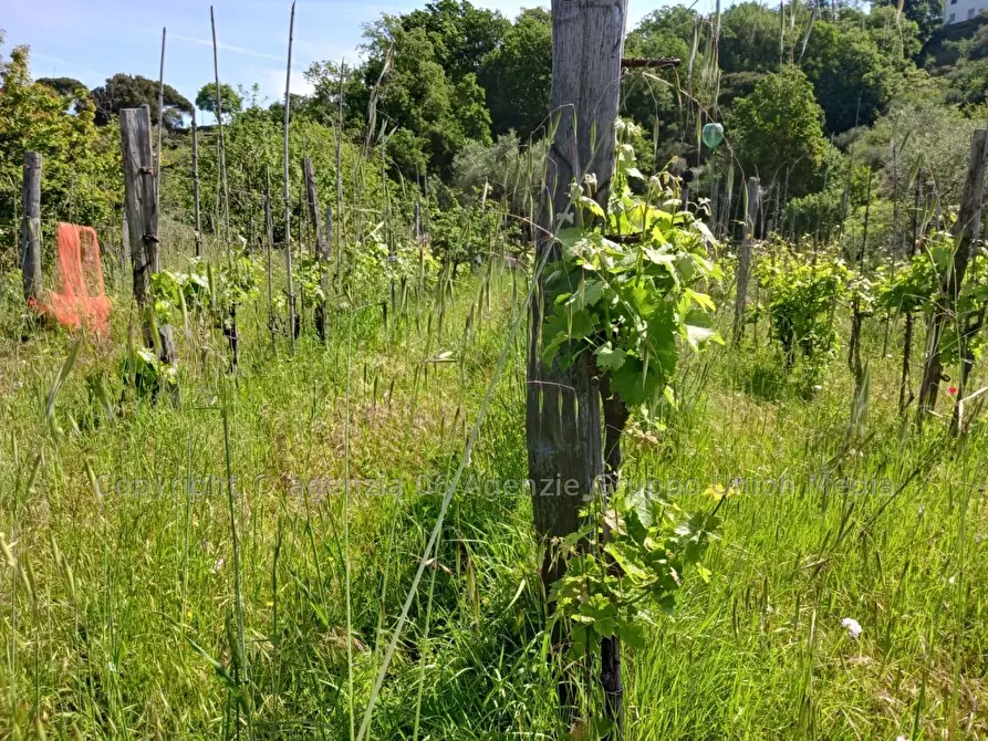 Immagine 3 di Terreno edificabile in vendita  a Arcola