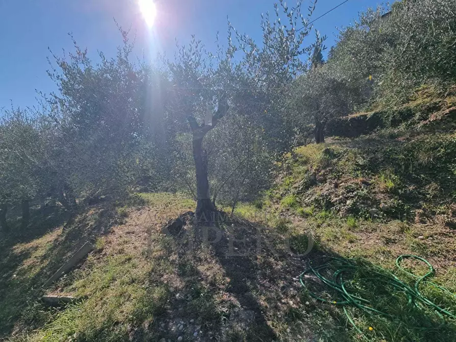 Immagine 36 di Terreno agricolo in vendita  in Via Monsignore Daffra 40 a Ventimiglia