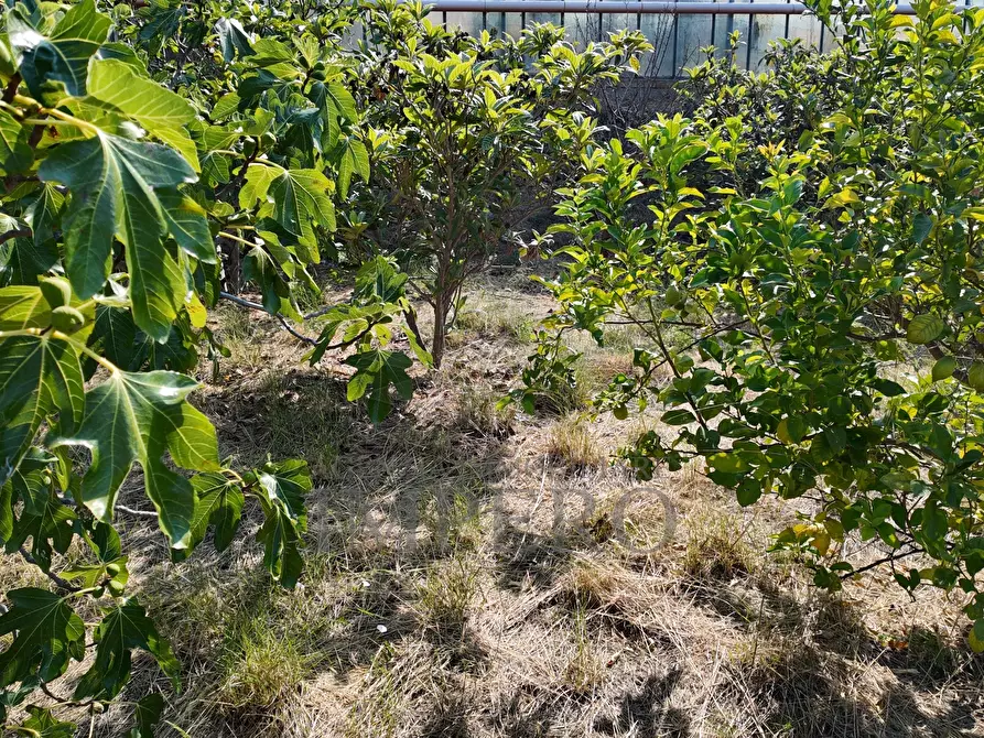 Immagine 23 di Terreno agricolo in vendita  in Corso Limone Piemonte a Ventimiglia