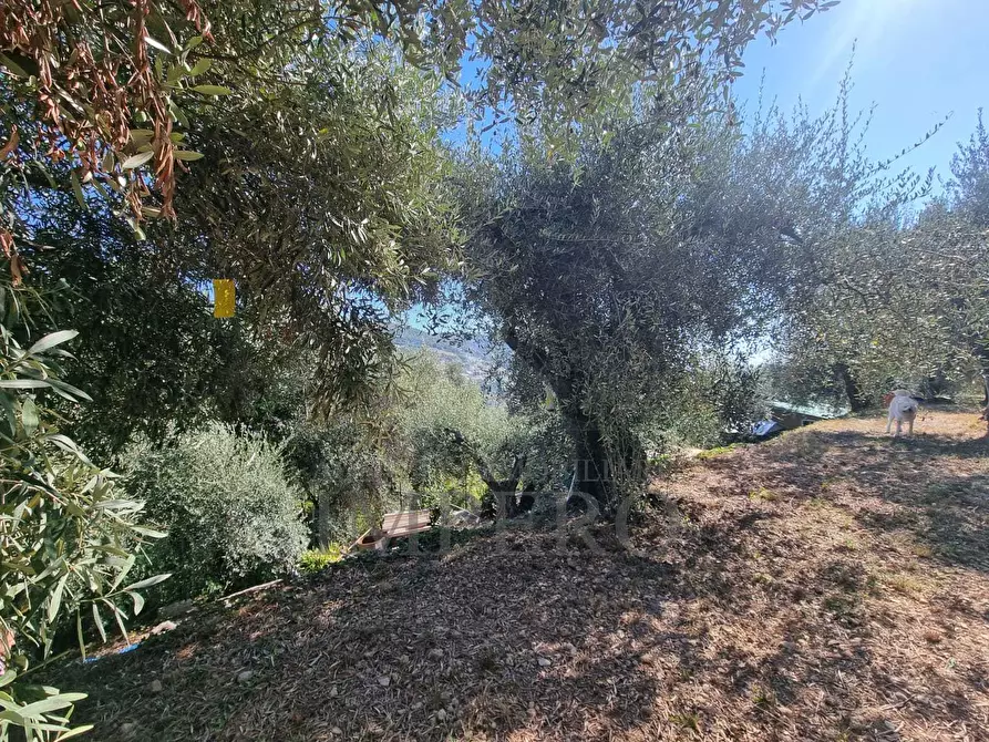 Immagine 45 di Terreno agricolo in vendita  in Via Monsignore Daffra 40 a Ventimiglia