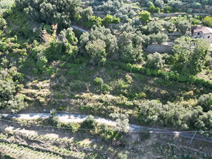 Immagine 13 di Terreno agricolo in vendita  in Via Silvio Pellico 10 a Bordighera