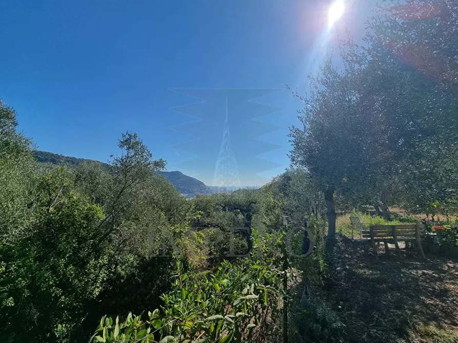 Immagine 22 di Terreno agricolo in vendita  in Via Monsignore Daffra 40 a Ventimiglia