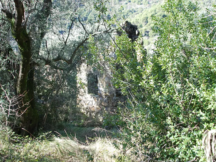 Immagine 16 di Terreno agricolo in vendita  in Via Case Gina 13 a Ventimiglia