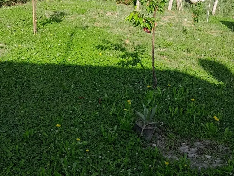 Immagine 7 di Casa indipendente in vendita  a Frassinelle Polesine