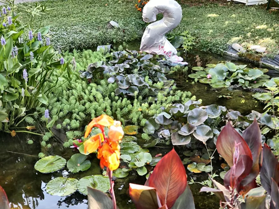 Immagine 7 di Villa in vendita  in Viale Europa a Lucca