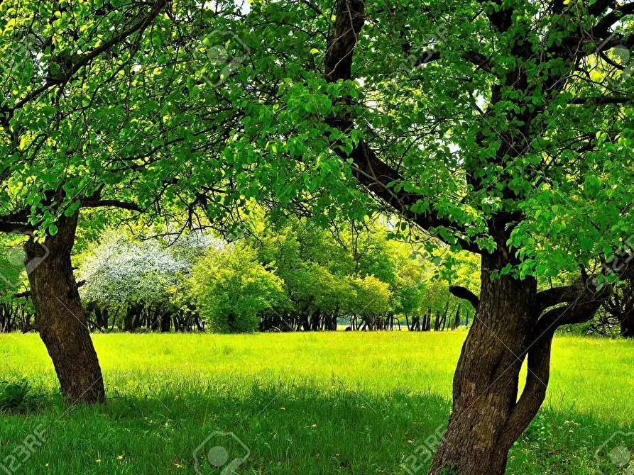 Immagine 9 di Terreno industriale in vendita  in via bientina a Altopascio