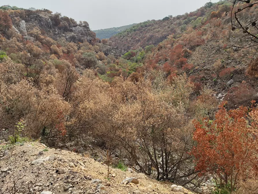 Immagine 11 di Terreno agricolo in vendita  a Melilli