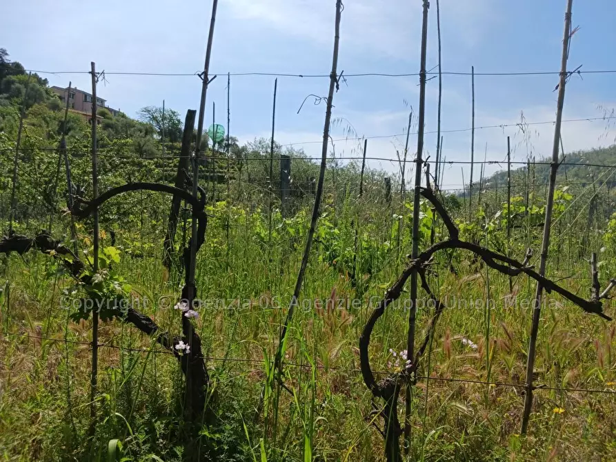 Immagine 5 di Terreno edificabile in vendita  a Arcola