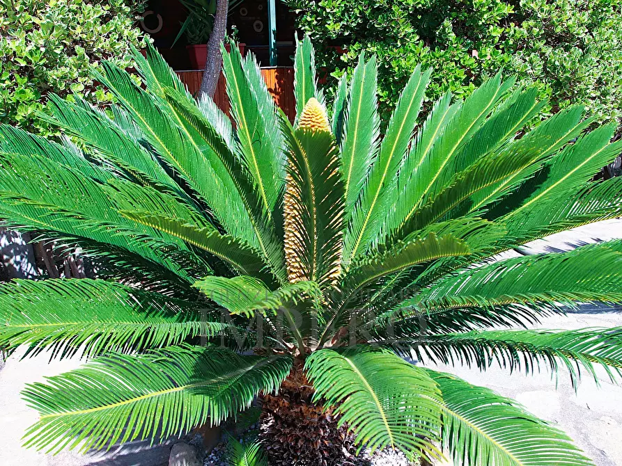 Immagine 6 di Villa in vendita  in Via delle Ginestre 8 a Ventimiglia