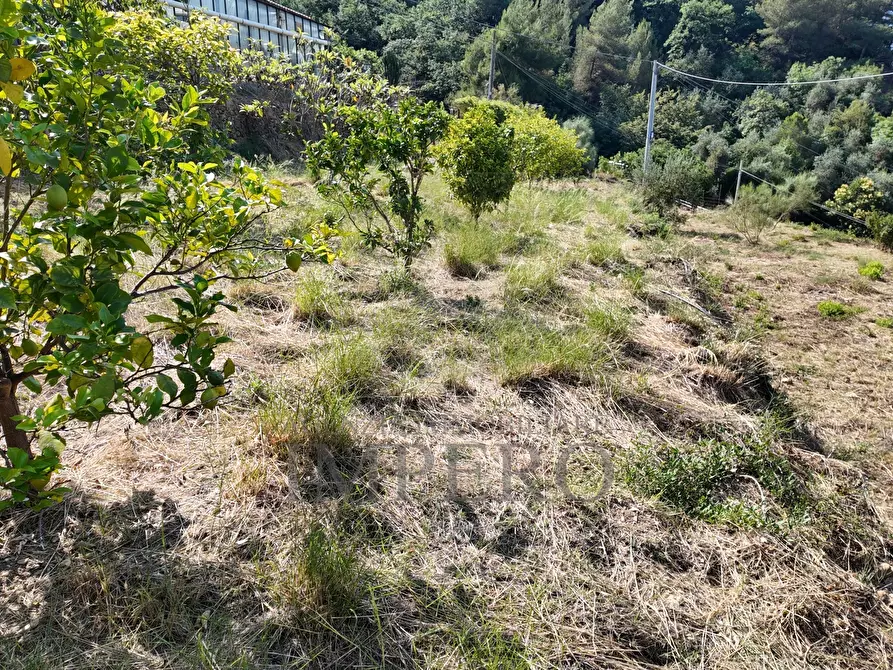 Immagine 21 di Terreno agricolo in vendita  in Corso Limone Piemonte a Ventimiglia