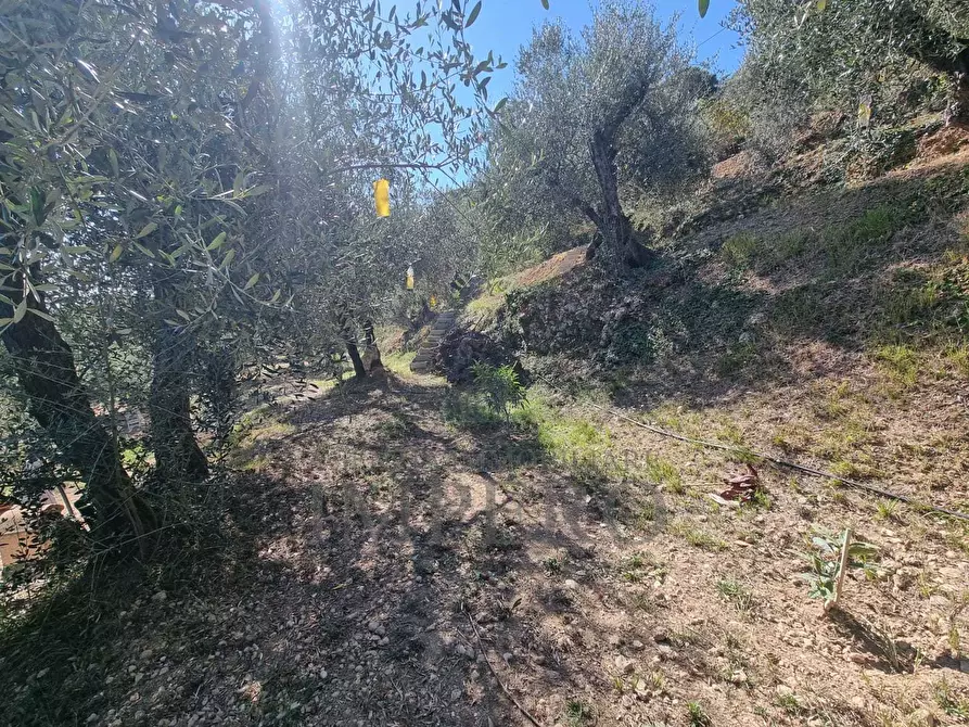 Immagine 46 di Terreno agricolo in vendita  in Via Monsignore Daffra 40 a Ventimiglia