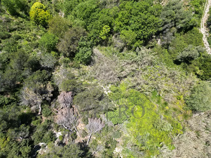 Immagine 50 di Terreno agricolo in vendita  in Via Case Gina 13 a Ventimiglia