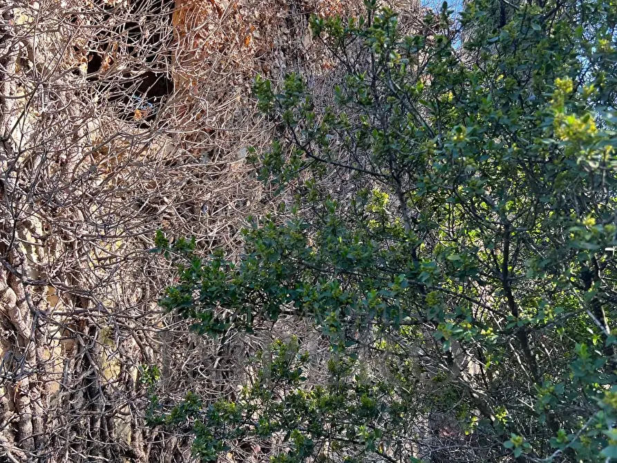 Immagine 28 di Villa in vendita  in via silvio peglio snc a Bordighera