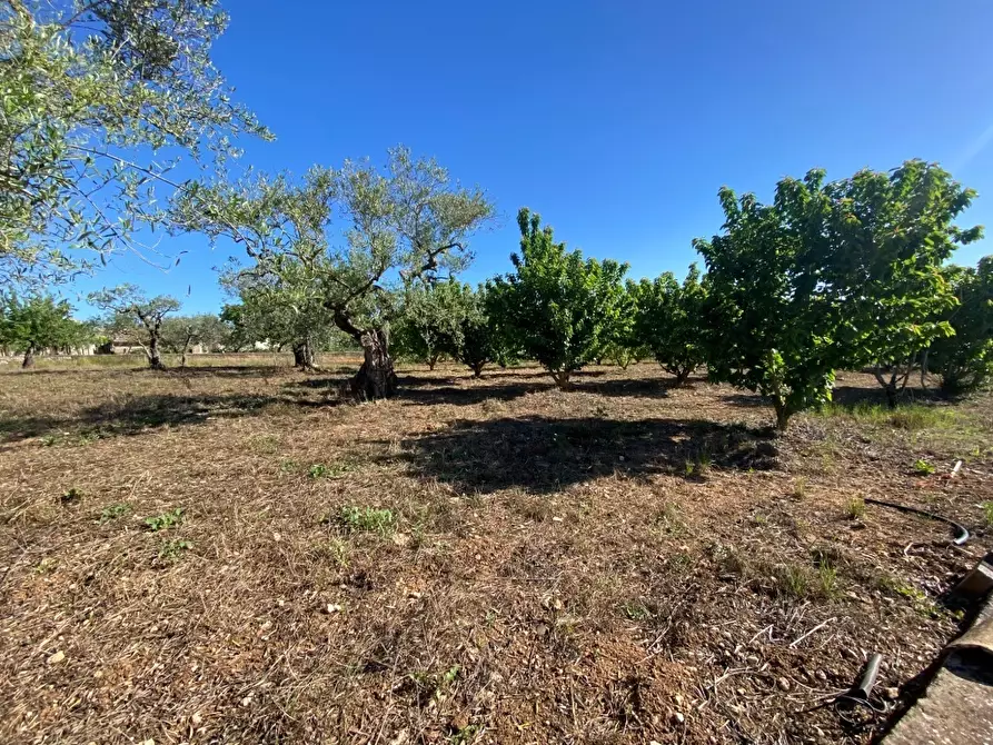 Immagine 5 di Terreno agricolo in vendita  in Via Vicinale Oronzino 5296 a Gioia Del Colle