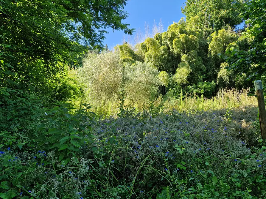 Immagine 6 di Terreno agricolo in vendita  in Via Giovanni Fattori a San Giuliano Terme