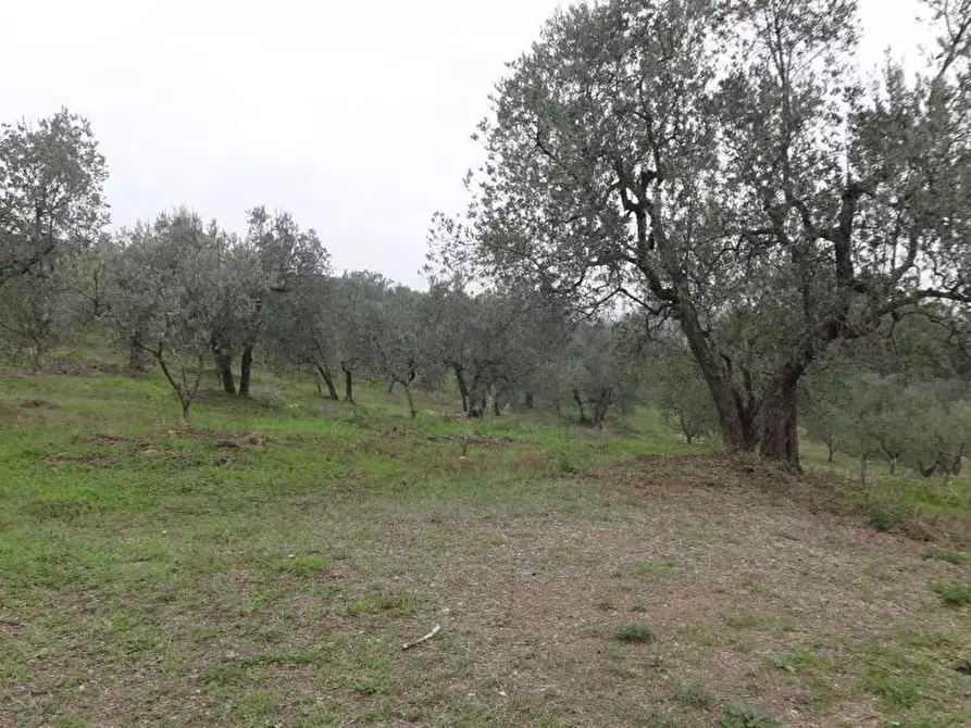 Immagine 1 di Terreno industriale in vendita  in Via delle Viottole 226 a Viareggio