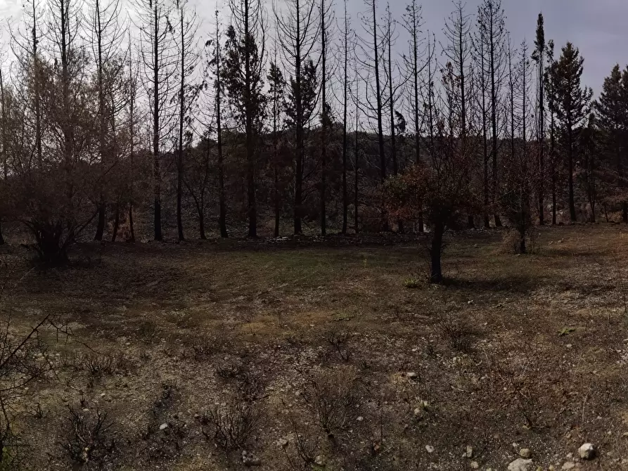 Immagine 10 di Terreno agricolo in vendita  a Melilli
