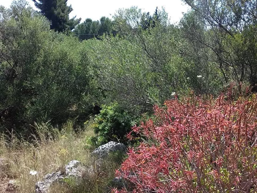 Immagine 5 di Terreno agricolo in vendita  a Siracusa