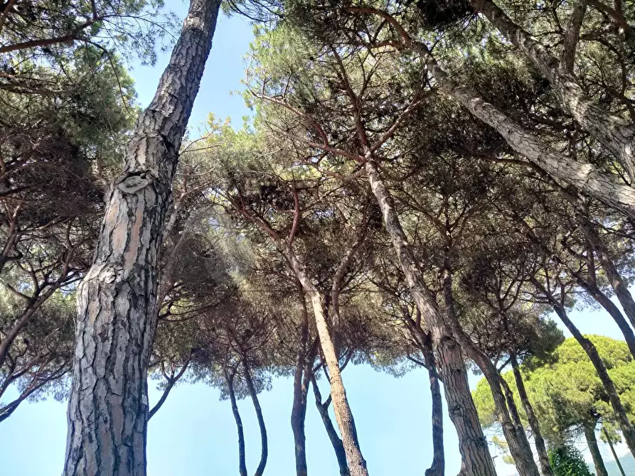 Immagine 17 di Bilocale in vendita  a Sarzana