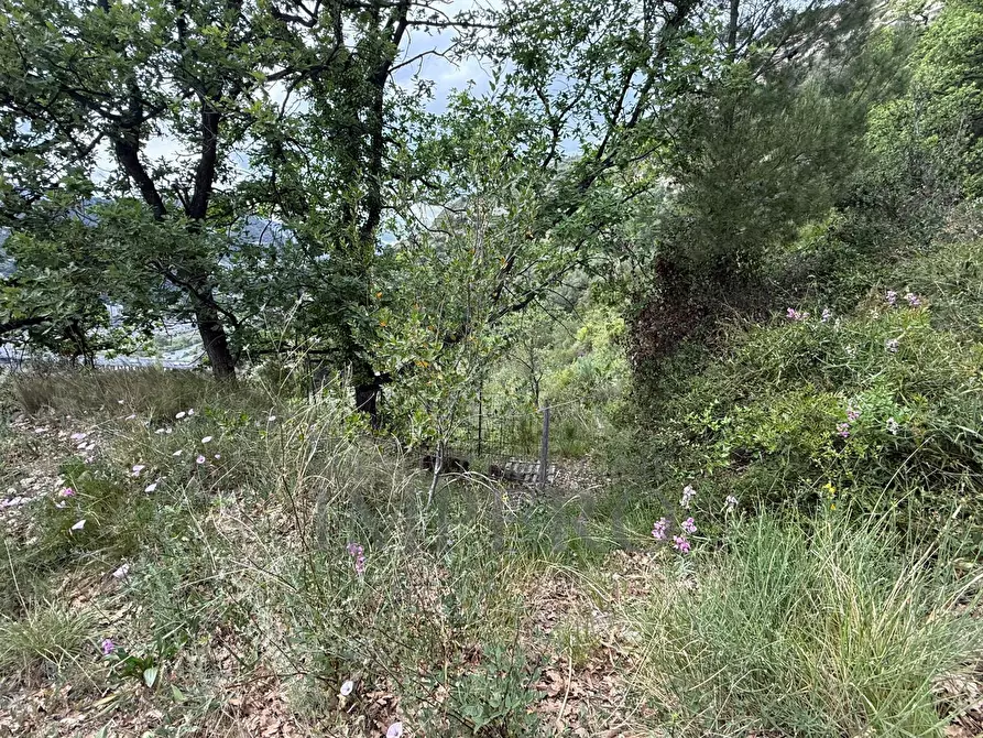 Immagine 9 di Terreno agricolo in vendita  in Via Monsignor Nicolò Peitavino a Ventimiglia