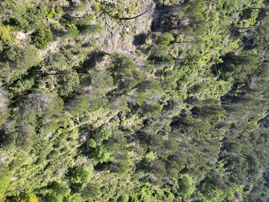 Immagine 53 di Terreno agricolo in vendita  in Via Case Gina 13 a Ventimiglia