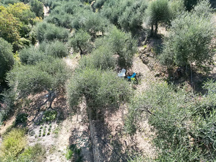 Immagine 56 di Terreno agricolo in vendita  in Via Monsignore Daffra 40 a Ventimiglia