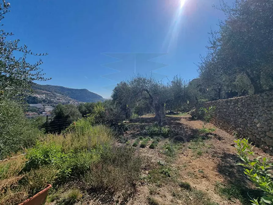 Immagine 21 di Terreno agricolo in vendita  in Via Monsignore Daffra 40 a Ventimiglia
