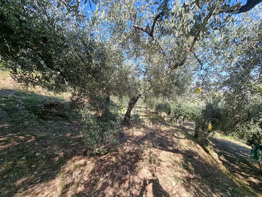 Immagine 37 di Terreno agricolo in vendita  in Via Monsignore Daffra 40 a Ventimiglia