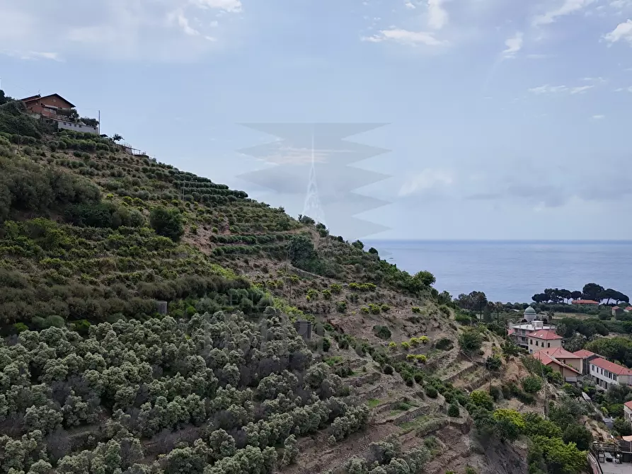Immagine 12 di Terreno agricolo in vendita  in Via Anacleto Hughes 22/A a Ventimiglia